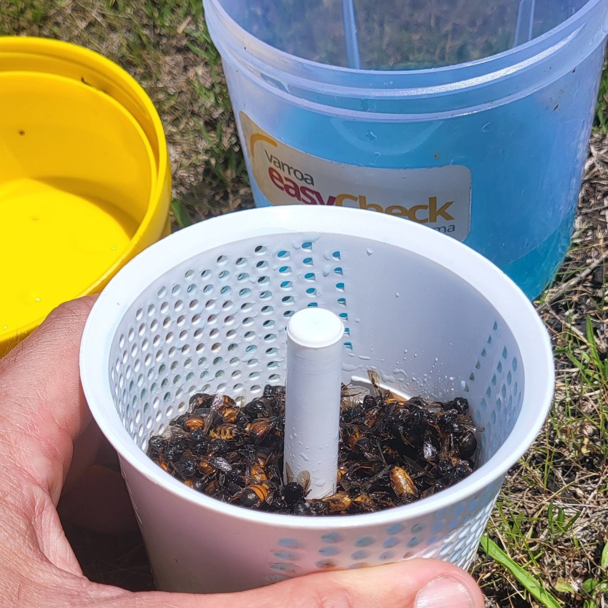 Varroa Easy Check