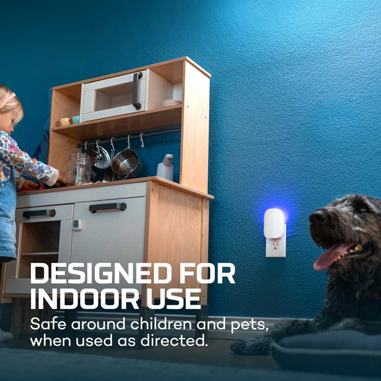 Indoor Flying Insect Trap Starter Kit